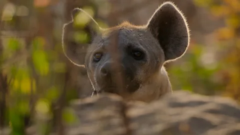 Watch playful hyena cubs cause mayhem