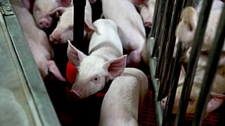 تجمع الخنازير المعدلة وراثيًا في مزرعة أبحاث في الولايات المتحدة في عام 2024.