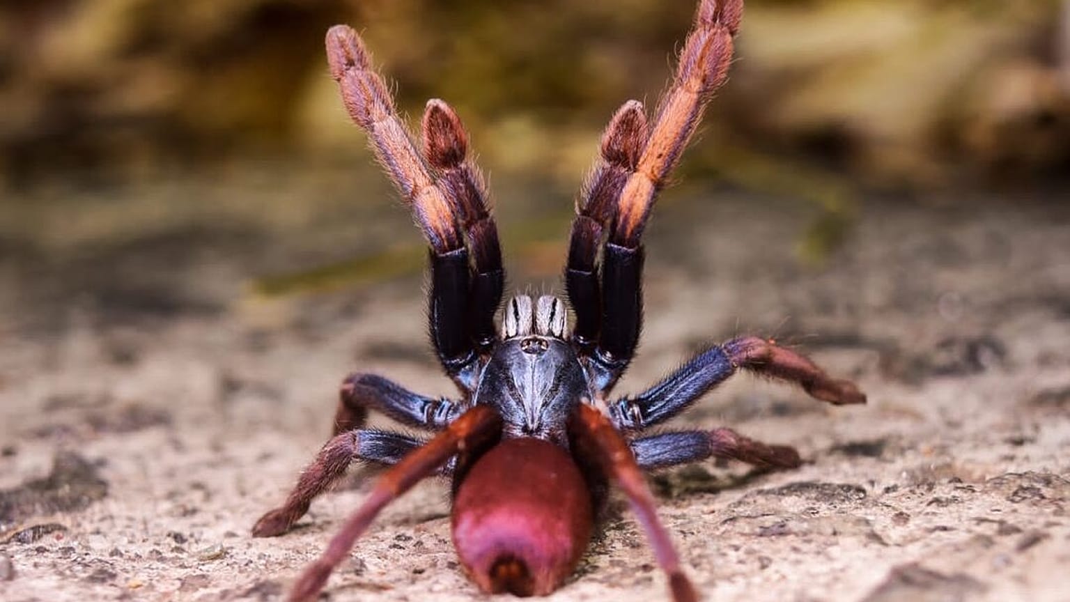 "Cilantica devamatha"، وتعرف أيضا باسم "LSD Earth Tiger" أو "Indian Rainbow Tarantula".