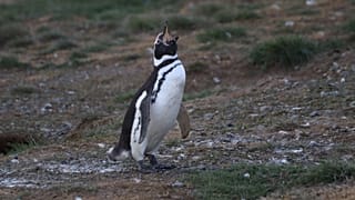 بطريق ماغلان في جزيرة ماغدالينا "Isla Magdalena" في تشيلي.