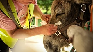 أرشيف - مريض يعاني من اضطرابات نفسية ينظف عيني حمار خلال جلسة علاج بمساعدة الحيوانات، باريس، 29 مايو 2026.