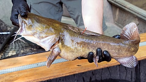 سمك السلور المصطاد، بالإنجليزية "Catfish" (صورة رمزية)