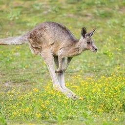 Ein Känguru läuft auf einer Wiese