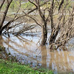 Bäume stehen im Wasser