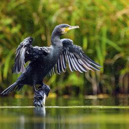 Ein Kormoran breitet die Flügel über dem Wasser aus und schüttelt Tropfen ab