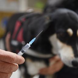 Ein Hund wird gegen Tollwut geimpft