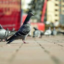 Tauben auf dem Neunkircher Stummplatz