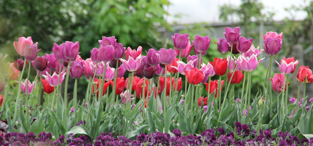 Tulpen pflanzen