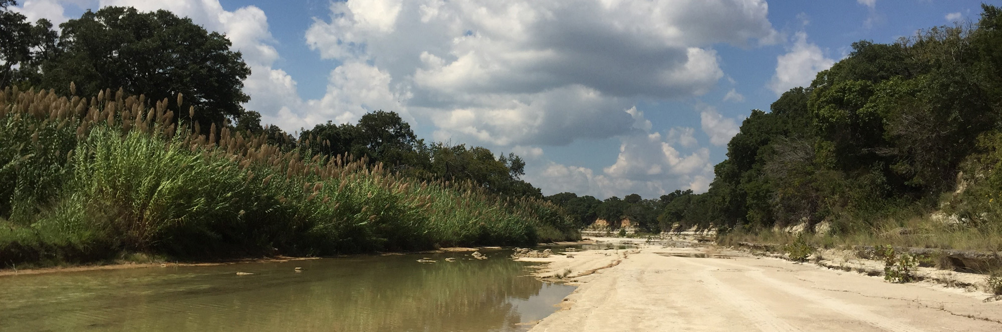 creek side covered by dense Arundo thicket