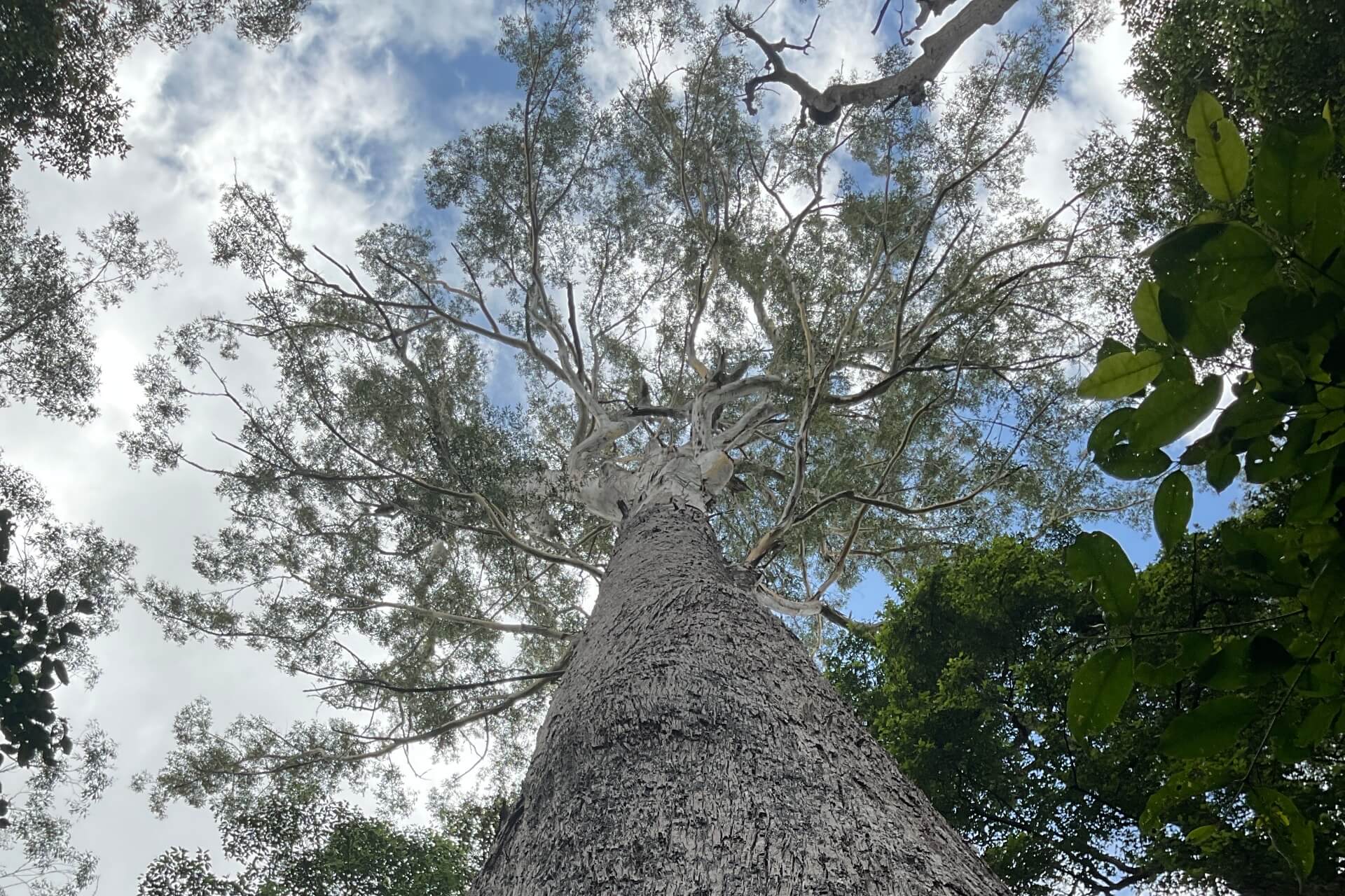 View up the trunk of a huge blackbutt tree with spreading canopy