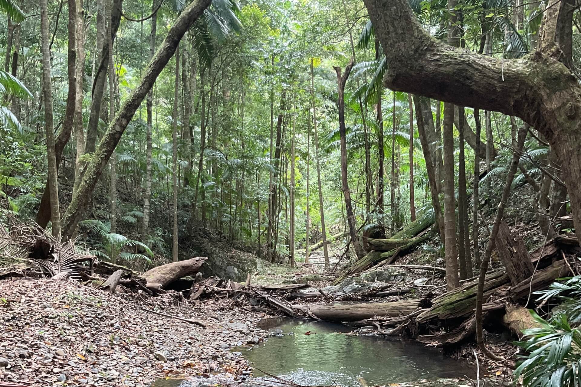 A shallow creek running through dense green forest