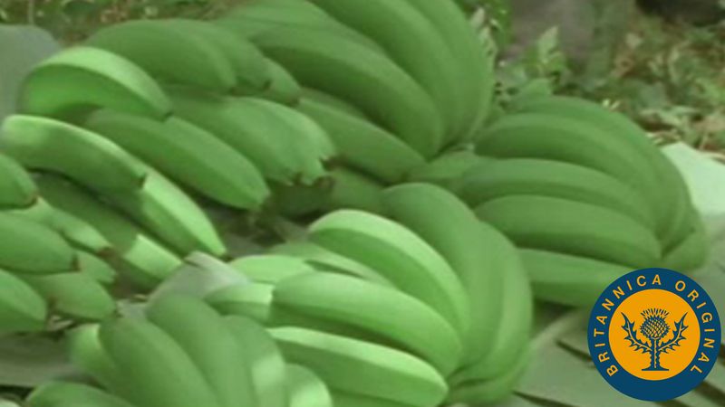 Follow West Indies labourers, from banana and pineapple harvesters to woodworkers and fishermen