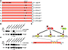 In vitro phosphorylation of CagA mutants by c-Abl or c-Src kinases.