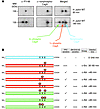 Modeling of phosphorylated CagA protein species detected in Figures 1 and 2