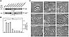 Role of EPIYA motifs in CagA phosphorylation and AGS cell elongation during