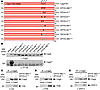 Generation of phosphomimetic CagA mutants and their interaction with host s