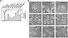 H. pylori expressing phosphomimetic CagA mutants induce AGS cell elongation