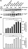 Clinical Western H. pylori strains expressing CagA EPIYA-AC, but not EPIYA-