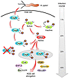 Model showing successive CagA phosphorylation, production of specific CagAP