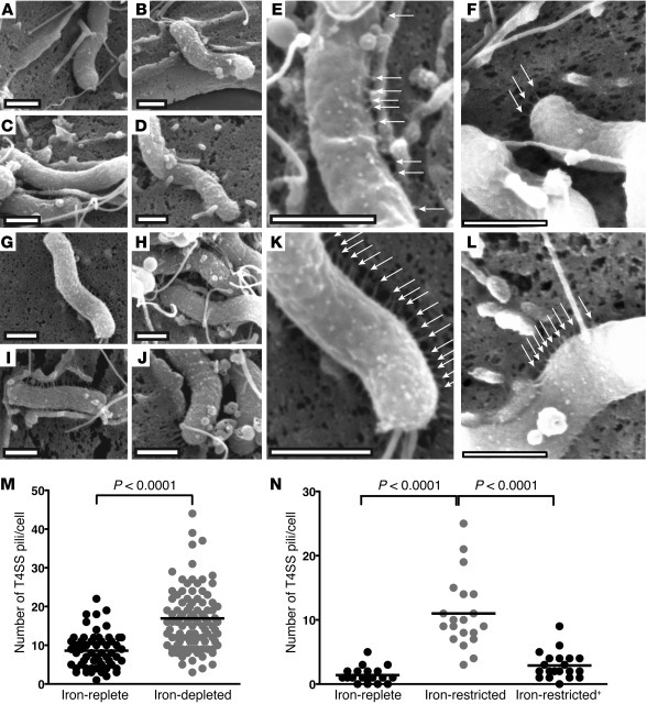 Exposure of H. pylori to iron-depleted conditions in vivo and in vitro a...