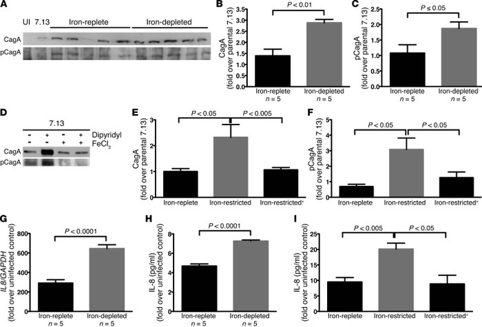 
H. pylori harvested in iron-depleted conditions in vivo and in vitro in...