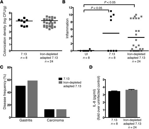 Increased virulence of H. pylori isolated from iron-depleted gerbils is ...