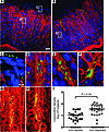 Wild-type H. pylori strain 7.13 colonizes multiple sites within gerbil gast