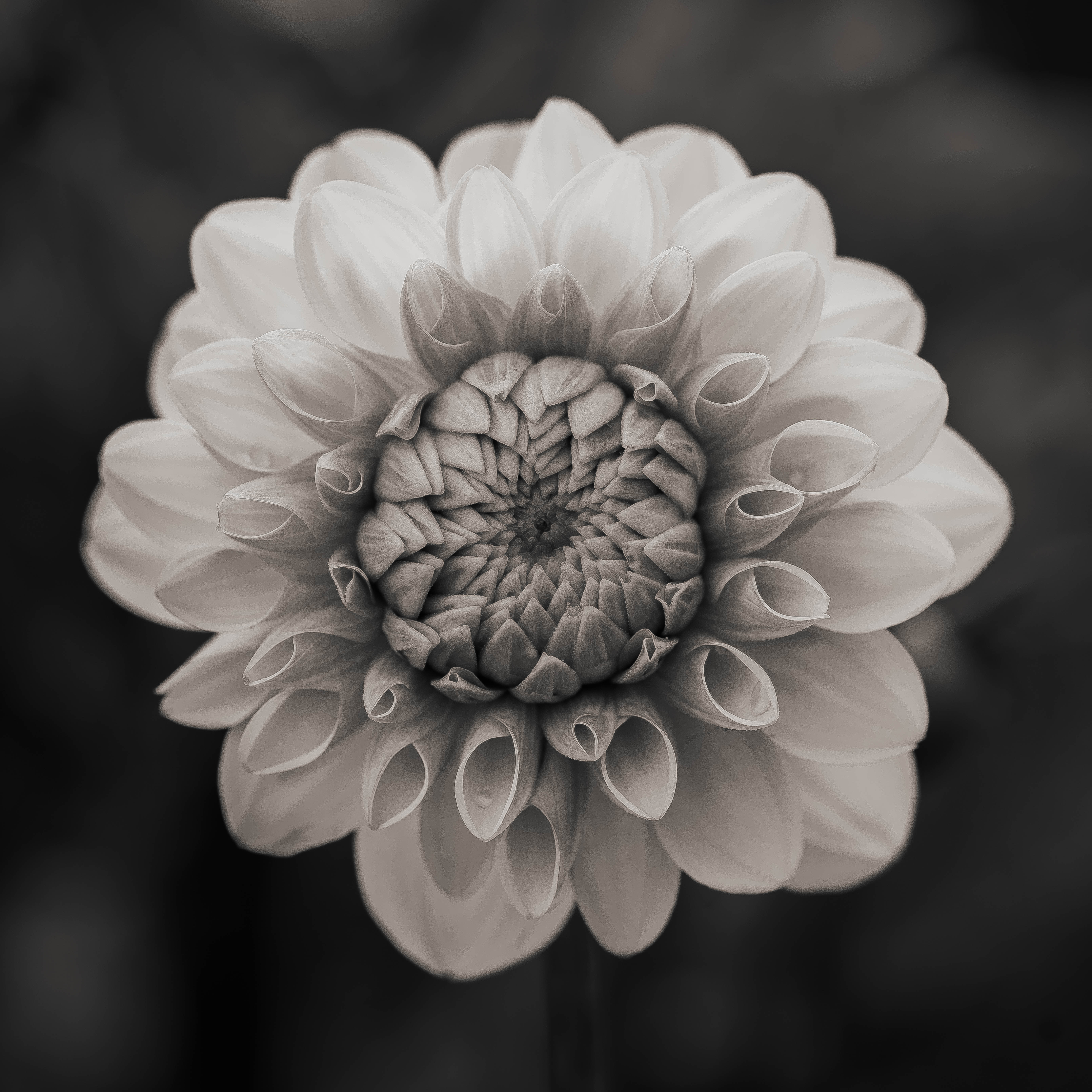 Decorative image. Black and white zoomed in photograph of a flower.