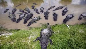 see alligators in Southwest Florida