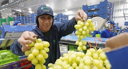 Perú rompe récord en envíos de uvas y mira de cerca a competidor por liderazgo mundial