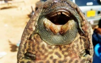 amazon sailfin catfish found in sindh waters experts warn of invasive spread amazon sailfin catfish found in sindh waters experts warn of invasive spread