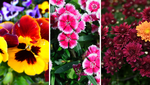 7 Winter Plants That Thrive Best in December 7 Winter Plants That Thrive Best in December