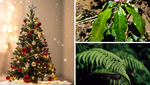 7 Plants That Make Beautiful Alternatives to a Traditional Christmas Tree 7 Plants That Make Beautiful Alternatives to a Traditional Christmas Tree