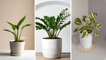 7 Fast Growing Indoor Plants That Are Easy to Care For 7 Fast Growing Indoor Plants That Are Easy to Care For