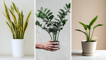 7 Indoor Plants That Can Handle Low Light and Windowless Rooms 7 Indoor Plants That Can Handle Low Light and Windowless Rooms