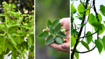 6 Powerful Ayurvedic Plants That Are Still Used for Everyday Healing 6 Powerful Ayurvedic Plants That Are Still Used for Everyday Healing