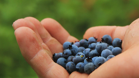 heidelbeeren-pfluecken-cc0-pixabay-jantemmel-200623 Heidelbeeren pflücken