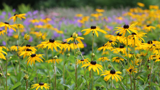 verwelkte-blumen-cc0--pixabay--instagramfotografin-250727 verwelkte blumen