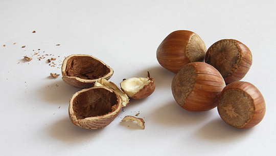haselnussschalen-nutzen-cc0--pixabay--lebensmittelfotos-260911 haselnussschalen nutzen