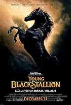 The Young Black Stallion