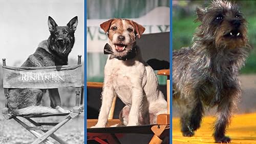 On this IMDbrief - presented by Blue Buffalo - we recognize decorated dogs of film history and a few fidos that deserve kudos for pawesome performances.