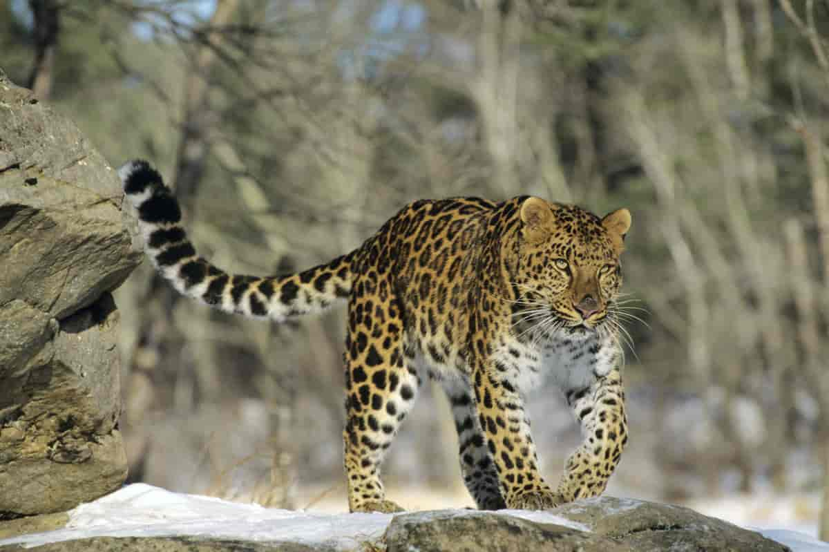 Amurleopard