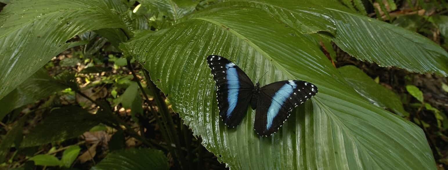 Morpho achilles på et blad Ecuadors regnskov.