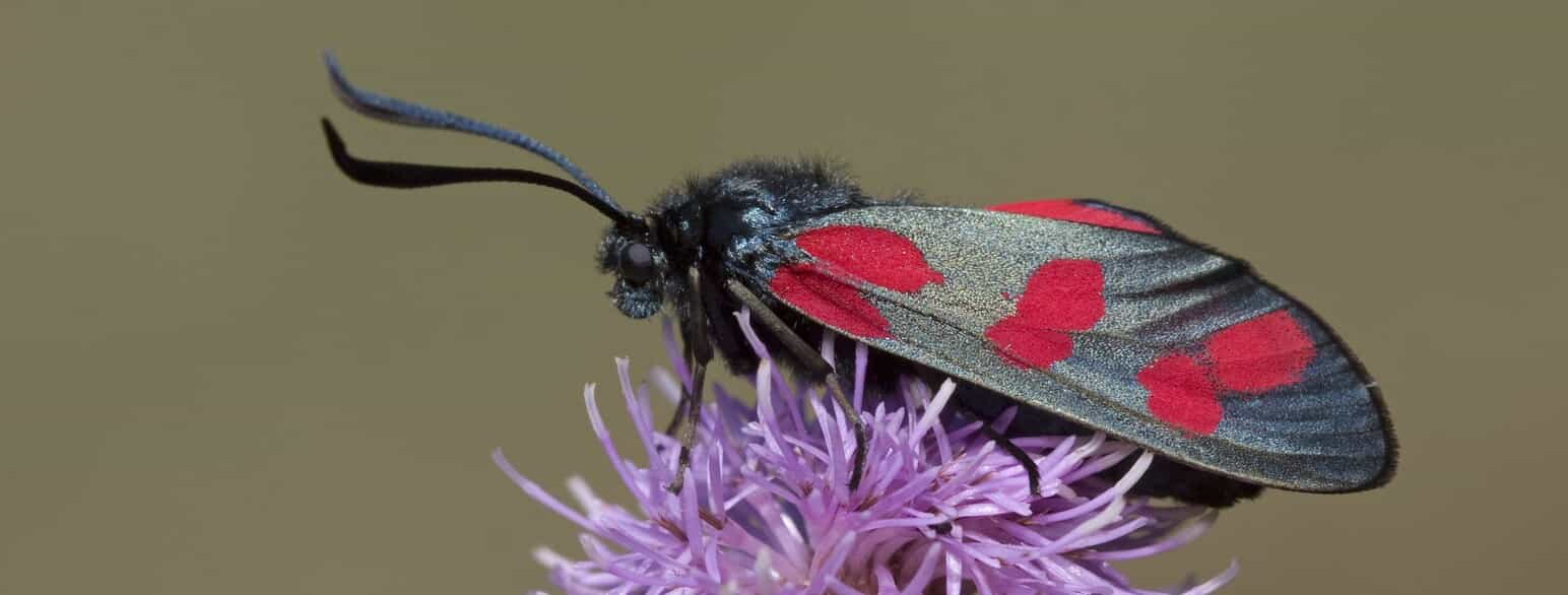 Seksplettet køllesværmer (Zygaena filipendulae)