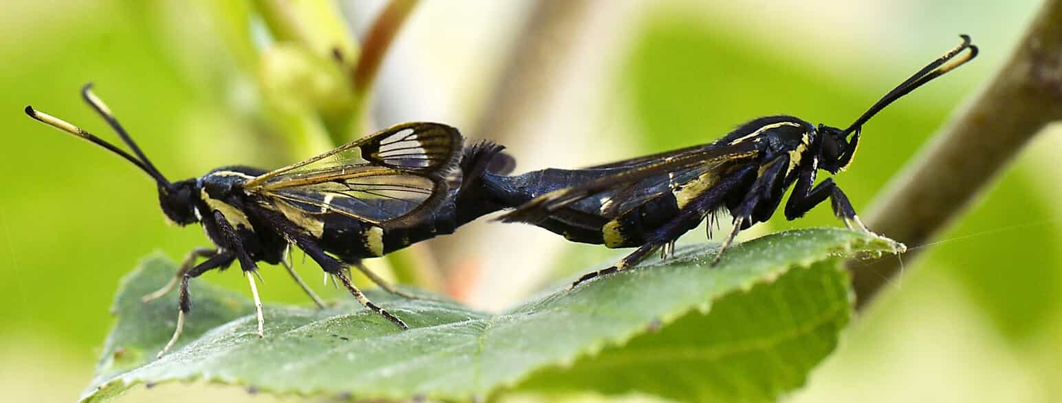 Elleglassværmere (Synanthedon spheciformis) i parring