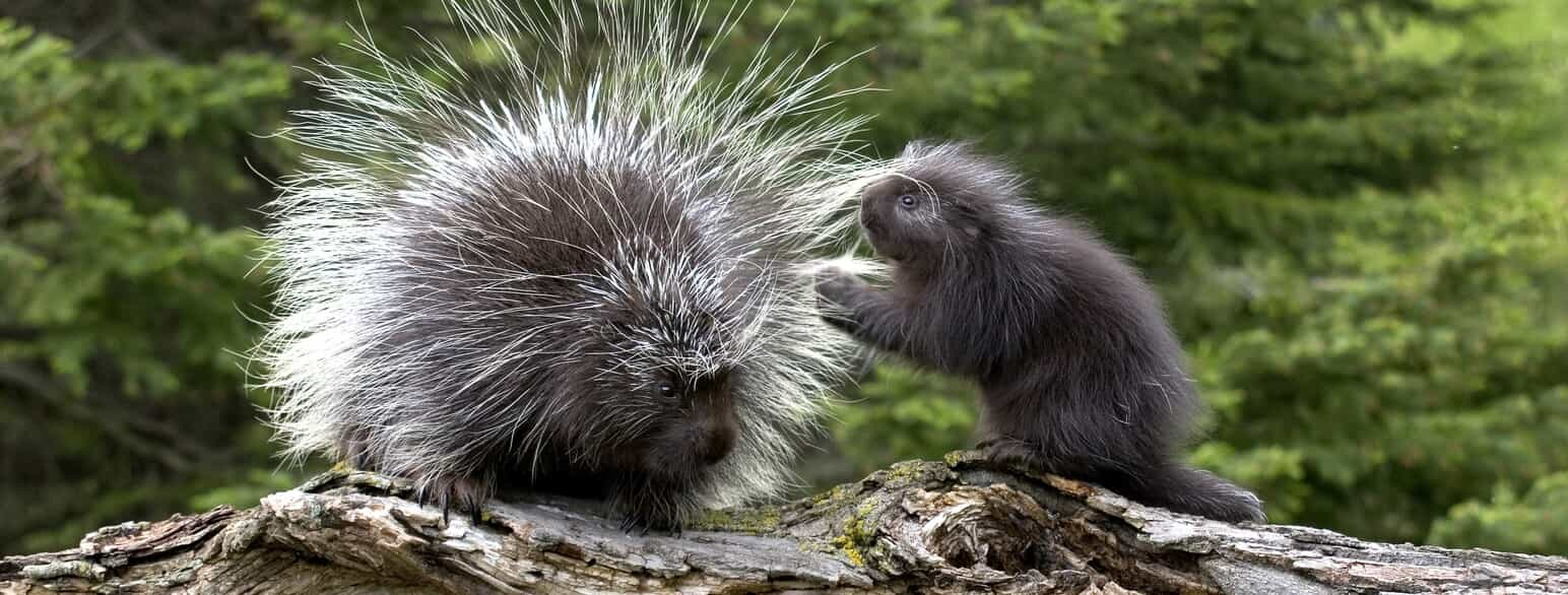 Hun og unge af nordamerikansk træpindsvin (Erethizon dorsatum) i Minnesota, USA