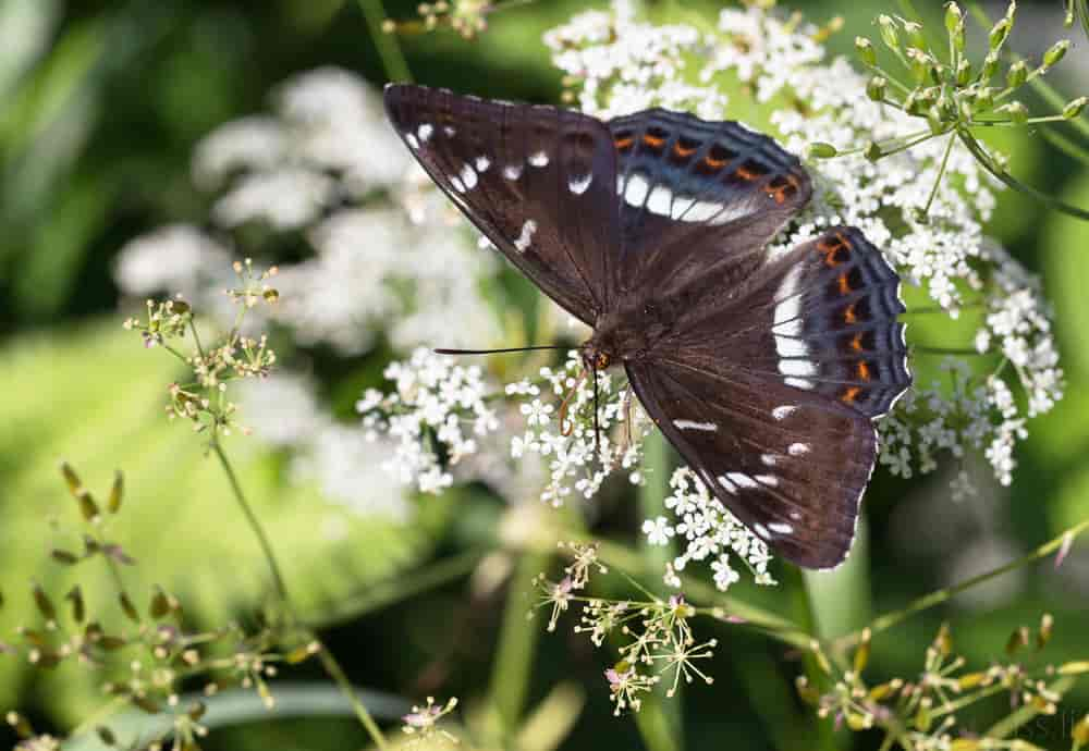 Poppelsommerfugl