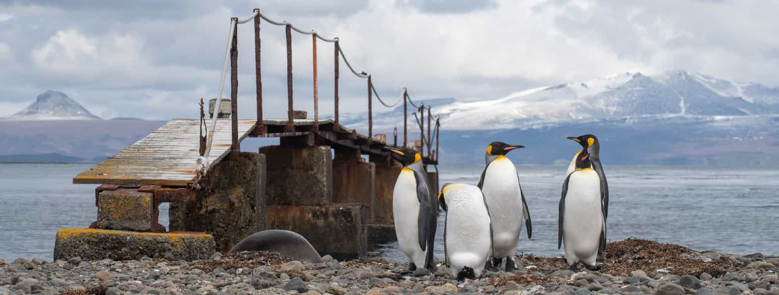 Kongepingviner (Aptenodytes patagonicus) ved den videnskabelige station Port-aux-Français på Kerguelen