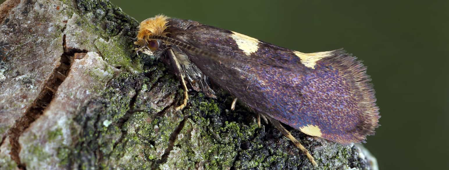 Bøllens nøjsomme møl (Incurvaria oehlmanniella). Larven lever bl.a. på blåbær