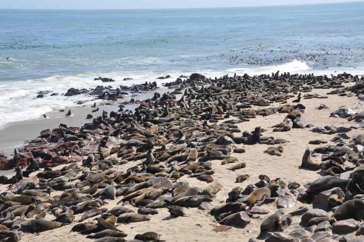 selkoloni, Namibia.